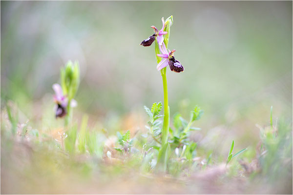 Drôme-Ragwurz (Ophrys drumana), Frankreich, Dep. Drôme