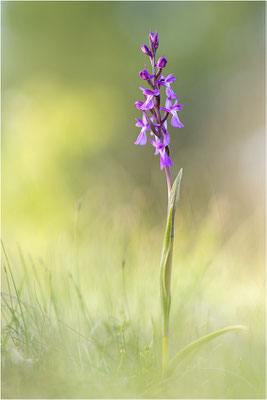 Sumpf-Hundswurz (Anacamptis palustris), Gotland, Schweden