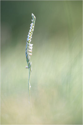 Herbst-Drehwurz (Spiranthes spiralis), Frankreich, Alsace