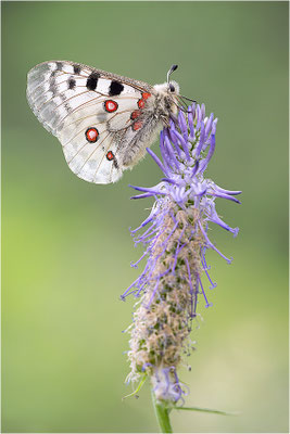Roter Apollo (Parnassius apollo substitutus), Frankreich, Savoyen