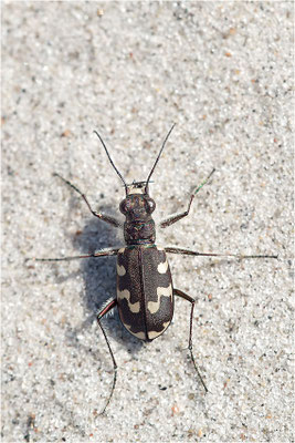 Küsten-Sandlaufkäfer (Cicindela maritima), Dänemark, Mön