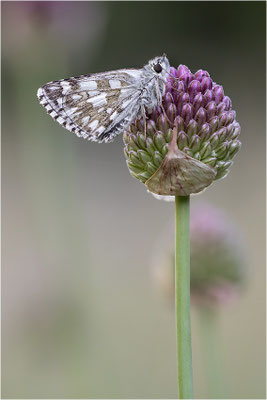 Steppenheiden-Würfel-Dickkopffalter (Pyrgus carthami), Italien, Region Aostatal, 1.400m