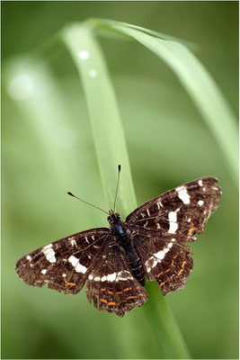 Landkärtchen (Araschnia levana), Sommerform, Deutschland, Baden-Württemberg