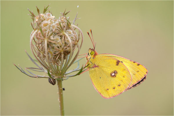 Hufeisenklee-Gelbling/Goldene Acht (Colias alfacariensis/Colias hyale), Frankreich, Drôme