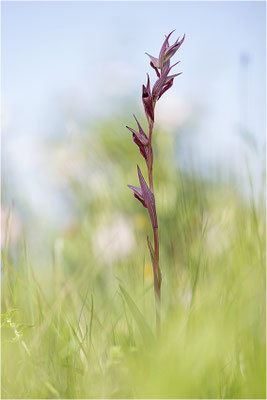Pflugschar-Zungenstendel (Serapias vomeracea), Korsika