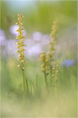 Ohnsporn (Orchis anthropophora), Frankreich, Drôme