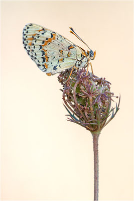Roter Scheckenfalter (Melitaea didyma), Frankreich, Ardèche