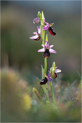 Ophrys aurelia, Bouches-du-Rhône