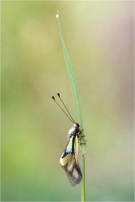 Libellen-Schmetterlingshaft (Libelloides coccajus), Schweiz, Wallis