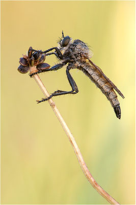 Kerbzangen-Raubfliege (??? - Dysmachus fuscipennis), Frankreich, Ardèche