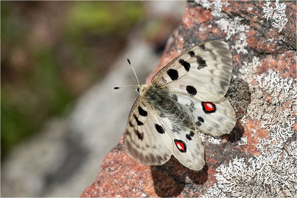 Roter Apollo (Parnassius apollo apollo), Schweden, Småland