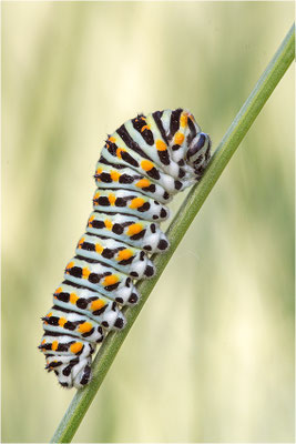 Schwalbenschwanz (Papilio machaon)