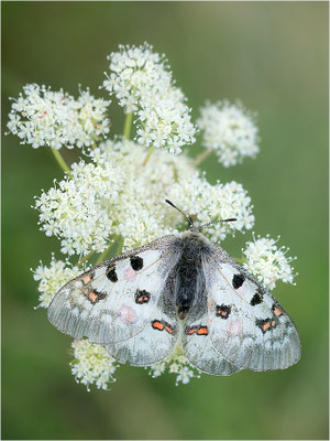 Hochalpen-Apollo (Parnassius phoebus), Italien, Region Aostatal