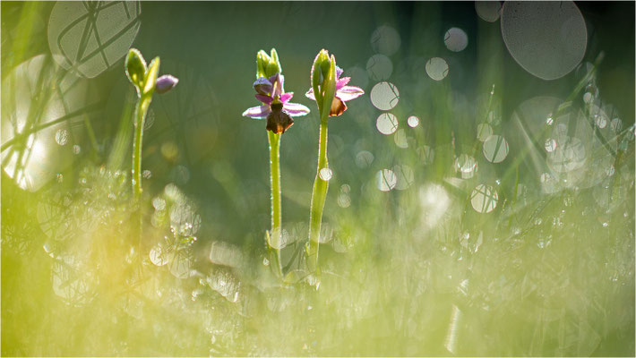 Ophrys aveyronensis