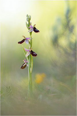Drôme-Ragwurz (Ophrys drumana), Frankreich, Dep. Isere