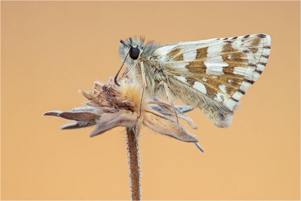 Ockerfarbiger Würfelfalter (Pyrgus carlinae), Dep. Drôme, Frankreich