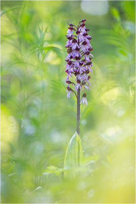 Purpur-Knabenkraut (Orchis purpurea), Deutschland, Baden-Württemberg