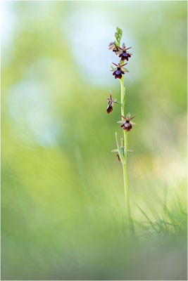 Drôme-Ragwurz (Ophrys drumana), Frankreich, Dep. Isere