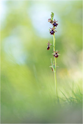 Drôme-Ragwurz (Ophrys drumana), Frankreich, Dep. Isere