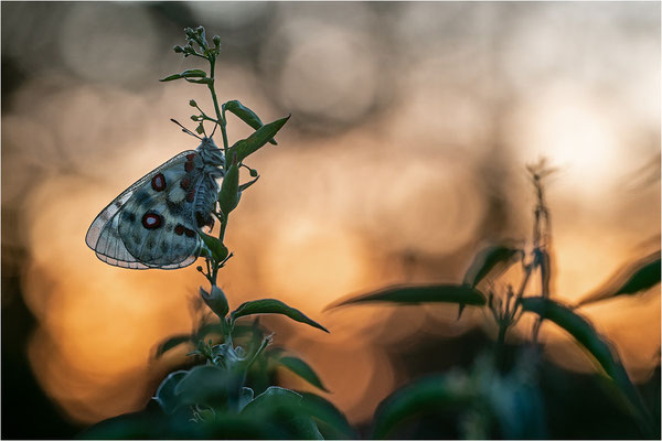 Roter Apollo (Parnassius apollo linnei), Schweden, Gotland