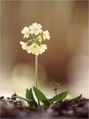 Hohe Schlüsselblume (Primula elatior), Deutschland, Baden-Württemberg