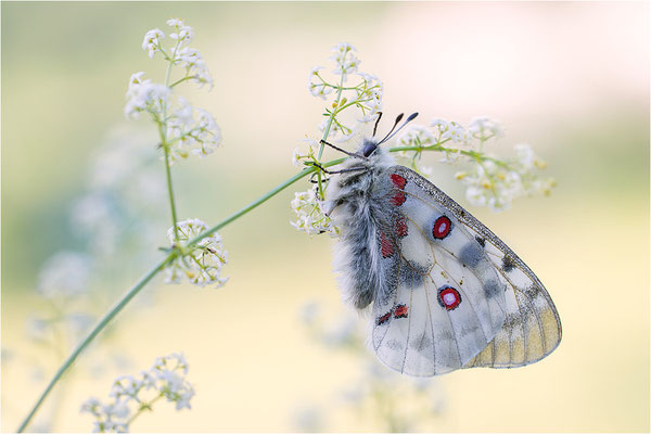 Roter Apollo (Parnassius apollo valdierensis), Italien, Piemont