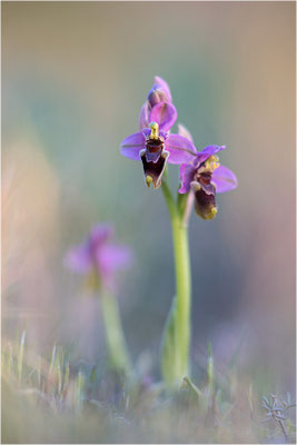 Ophrys tenthredinifera
