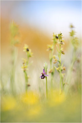 Drôme-Ragwurz (Ophrys drumana), Frankreich, Dep. Drôme