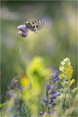 Roter Apollo (Parnassius apollo pedemontanus), Italien, Region Aostatal