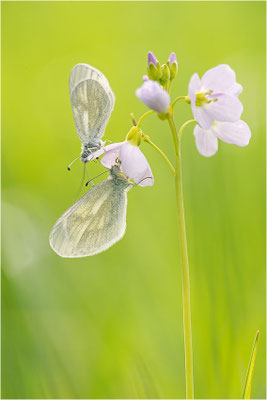 Tintenfleck-Weißling (Leptidea sinapis bzw. juvernica), Paar, Deutschland, Baden-Württemberg