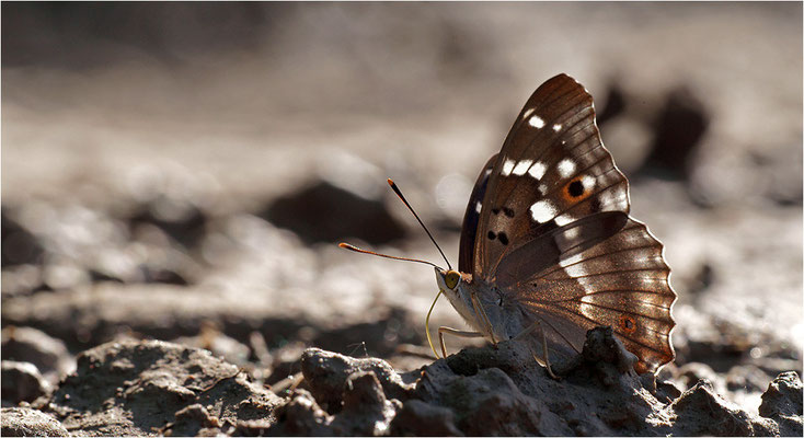 Kleiner Schillerfalter (Apatura ilia), Männchen, Deutschland, Baden-Württemberg