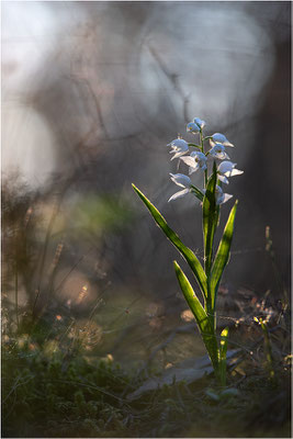 Schwertblättriges Waldvöglein (Cephalanthera longifolia), Schweden,  Farö