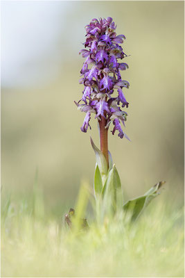 Riesen-Knabenkraut (Himantoglossum robertianum), Provence, Frankreich