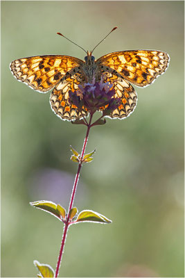 Flockenblumen-Scheckenfalter (Melitaea phoebe occitania), Spanien, Lleida