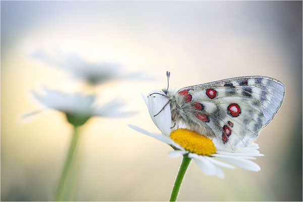 Roter Apollo (Parnassius apollo calmensis), Schweiz, Kanton Fribourg