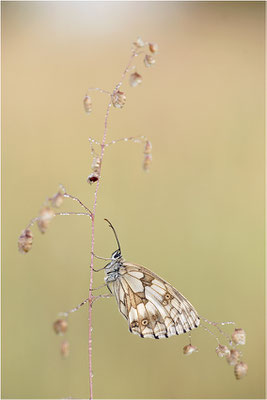Schachbrettfalter (Melanargia galathea), Weibchen, Deutschland, Baden-Württemberg