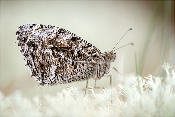 Rostbinde (Hipparchia semele), Schweden, Östergötland