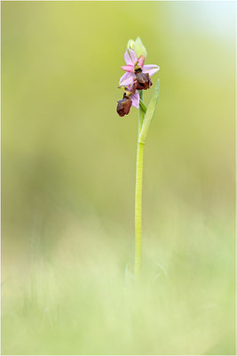 Ophrys aveyronensis