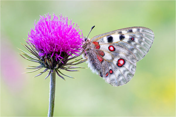 Roter Apollo (Parnassius apollo pyrenaicus), Frankreich, Dep. Hautes-Pyrénées