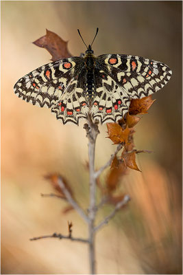 Spanischer Osterluzeifalter (Zerynthia rumina), Frankreich, Bouches-du-Rhône