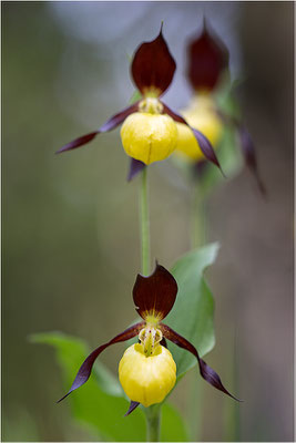 Gelber Frauenschuh (Cypripedium calceolus), Schweden, Gotland