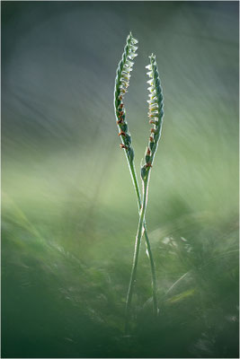Herbst-Drehwurz (Spiranthes spiralis), Frankreich, Alsace