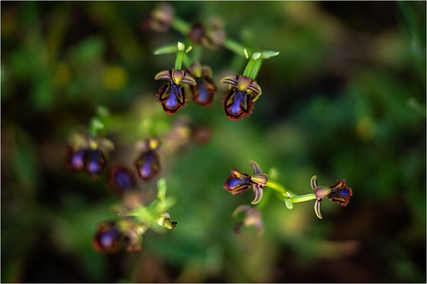 Spiegel-Ragwurz (Ophrys speculum)