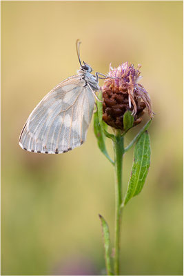 Schachbrettfalter (Melanargia galathea f. leucomelas), Weibchen, Frankreich, Ardèche
