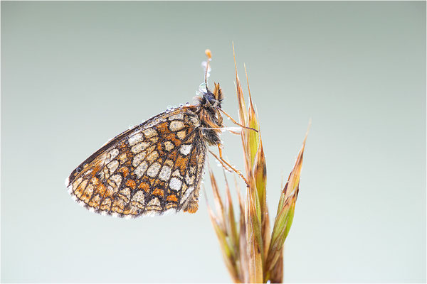 Östlicher Scheckenfalter (Melitaea britomartis), Deutschland, Bayern