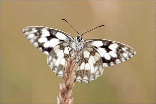 Schachbrettfalter (Melanargia galathea), Weibchen, Deutschland, Baden-Württemberg