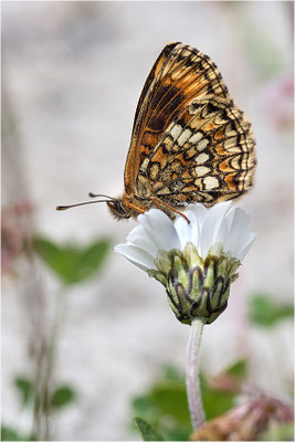 Wachtelweizen-Scheckenfalter (Melitaea athalia), aberrativ gefärbtes Männchen, Italien, Region Aostatal, 1600m