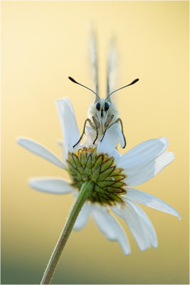 Roter Apollo (Parnassius apollo vercoricus), Frankreich, Dep. Isere