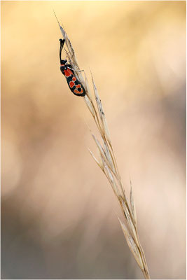 Bergkronwicken-Widderchen (Zygaena fausta), Frankreich, Drôme