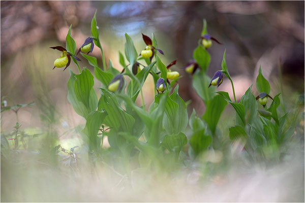 Gelber Frauenschuh (Cypripedium calceolus), Schweden, Gotland